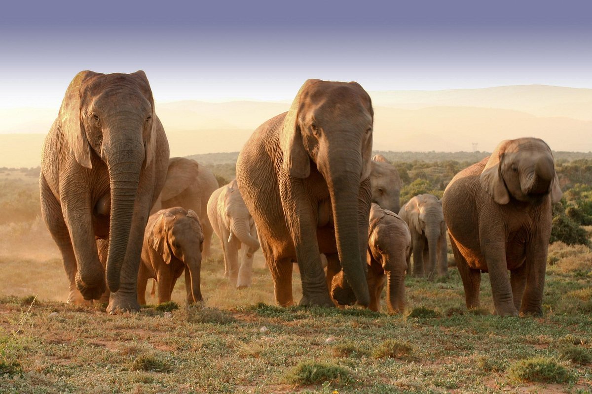 Addo Elephant Park in Eastern Cape
