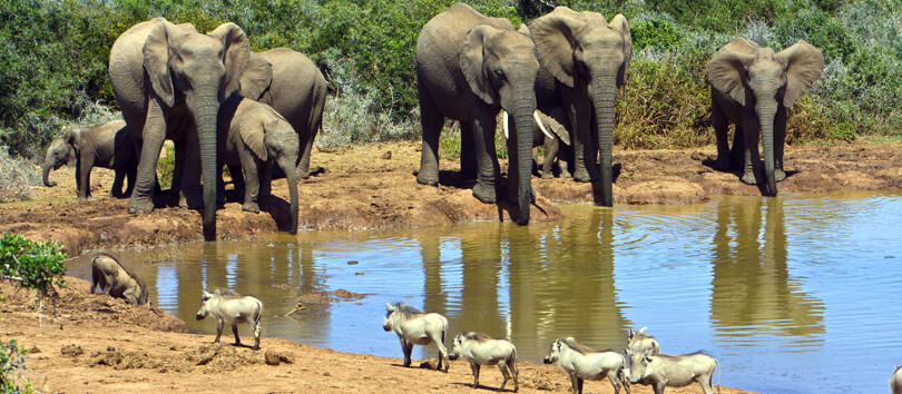 Addo Elephant National Park