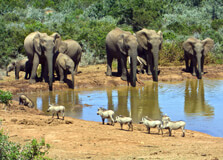 Addo Elephant National Park in Port Elizabeth
