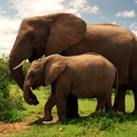 Addo Elephant National Park in Port Elizabeth
