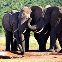 Addo Elephant Park in Eastern Cape
