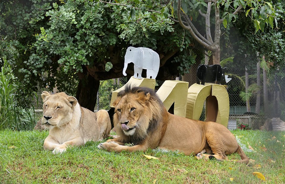 Adelaide Zoo in Adelaide