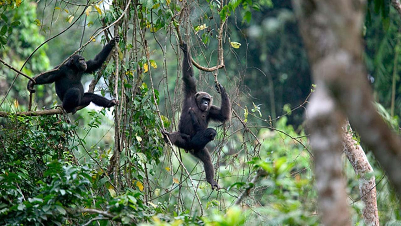 Afi Mountain Wildlife Sanctuary