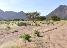 Air and Tenere National Nature Reserve