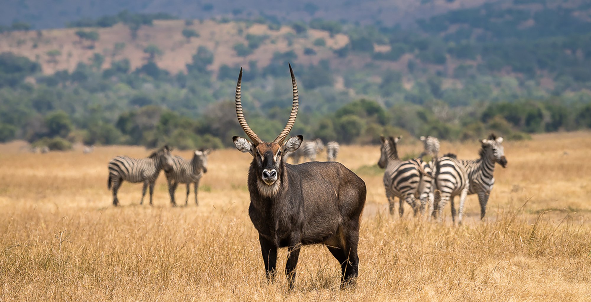 Akagera National Park Rwanda in Eastern-Rwanda