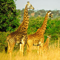 Akagera National Park Rwanda in Eastern-Rwanda