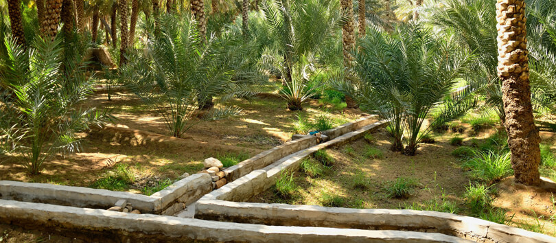 Al Ain Oasis