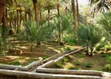 Al Ain Oasis in Al Ain