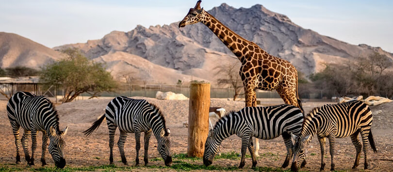Al Ain Zoo