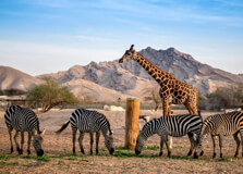 Al Ain Zoo in Al Ain