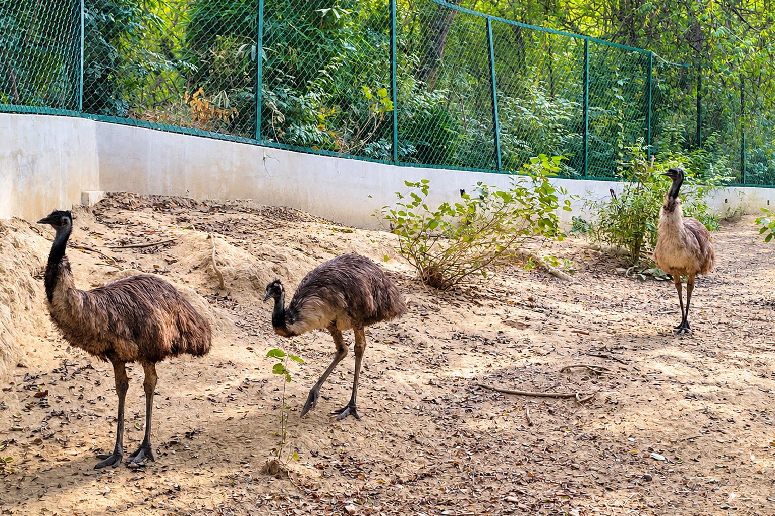 Allen Forest Zoo in Kanpur