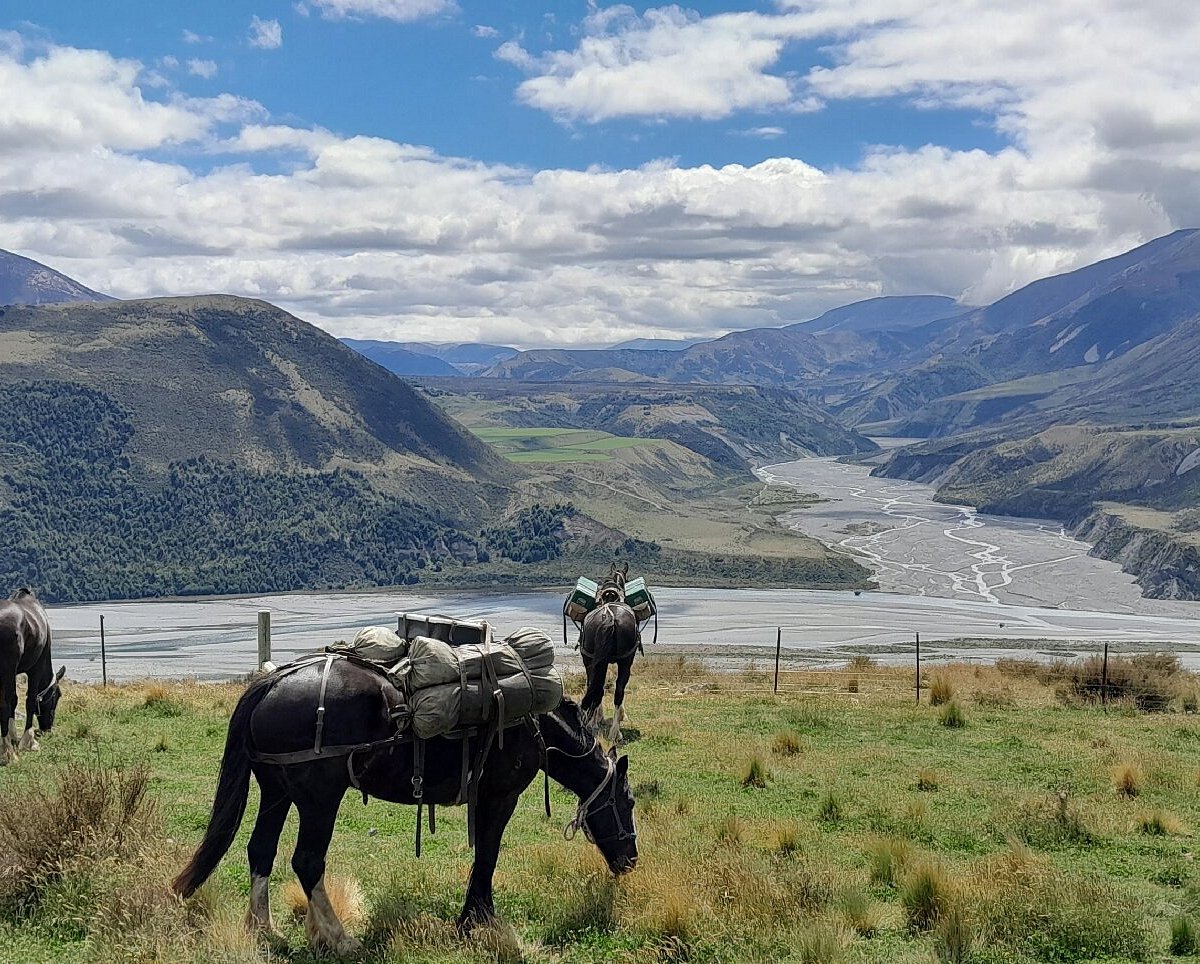 Alpine Horse Safaris in Canterbury