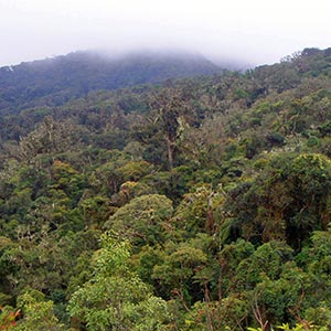 Amboro National Park(Santa Cruz)