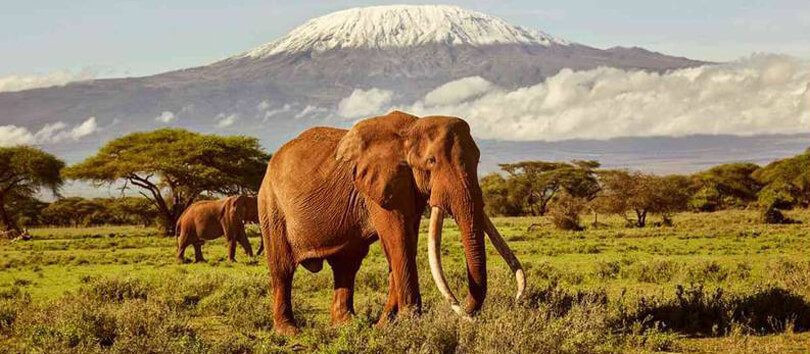 Amboseli National Park