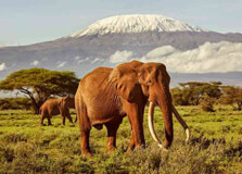 Amboseli National Park
