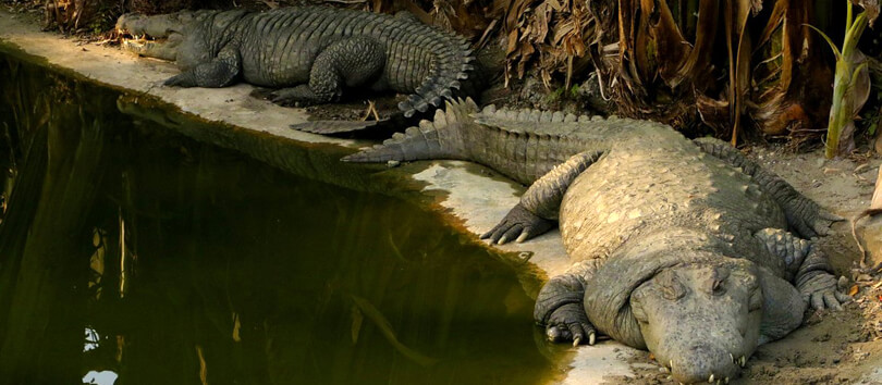 Amo Chhu Crocodile Breeding Centre