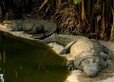 Amo Chhu Crocodile Breeding Centre in Phuentsholing