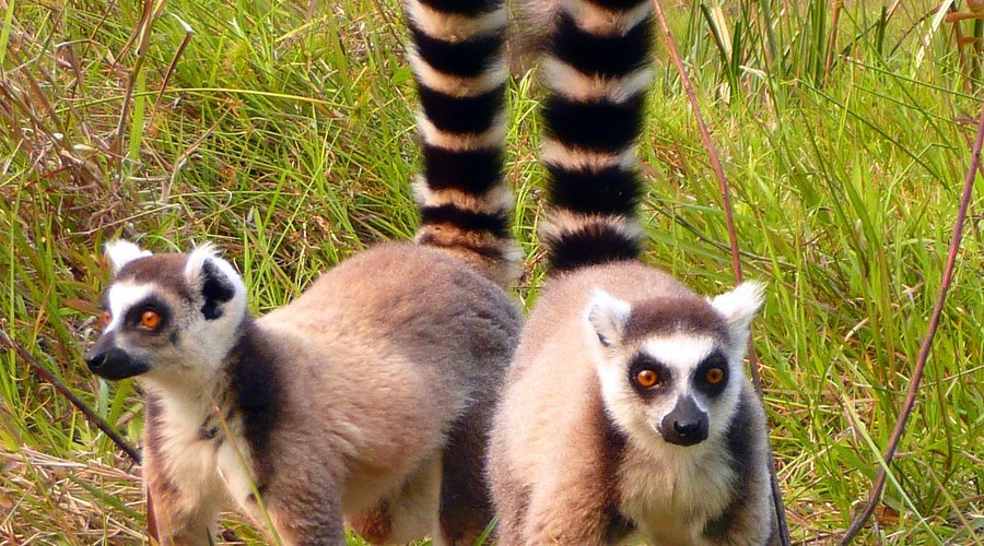 Andasibe-Mantadia National Park in Northeast Madagascar