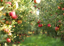 Apple Orchards in Bomdila