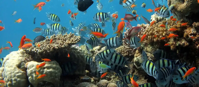 Aqaba Aquarium