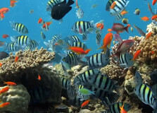 Aqaba Aquarium in Aqaba