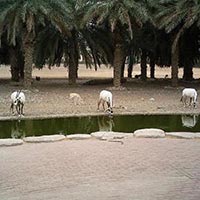 Arabian Wildlife Center  in Sharjah