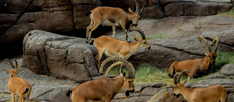 Arabian Wildlife Center
