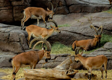 Arabian Wildlife Center