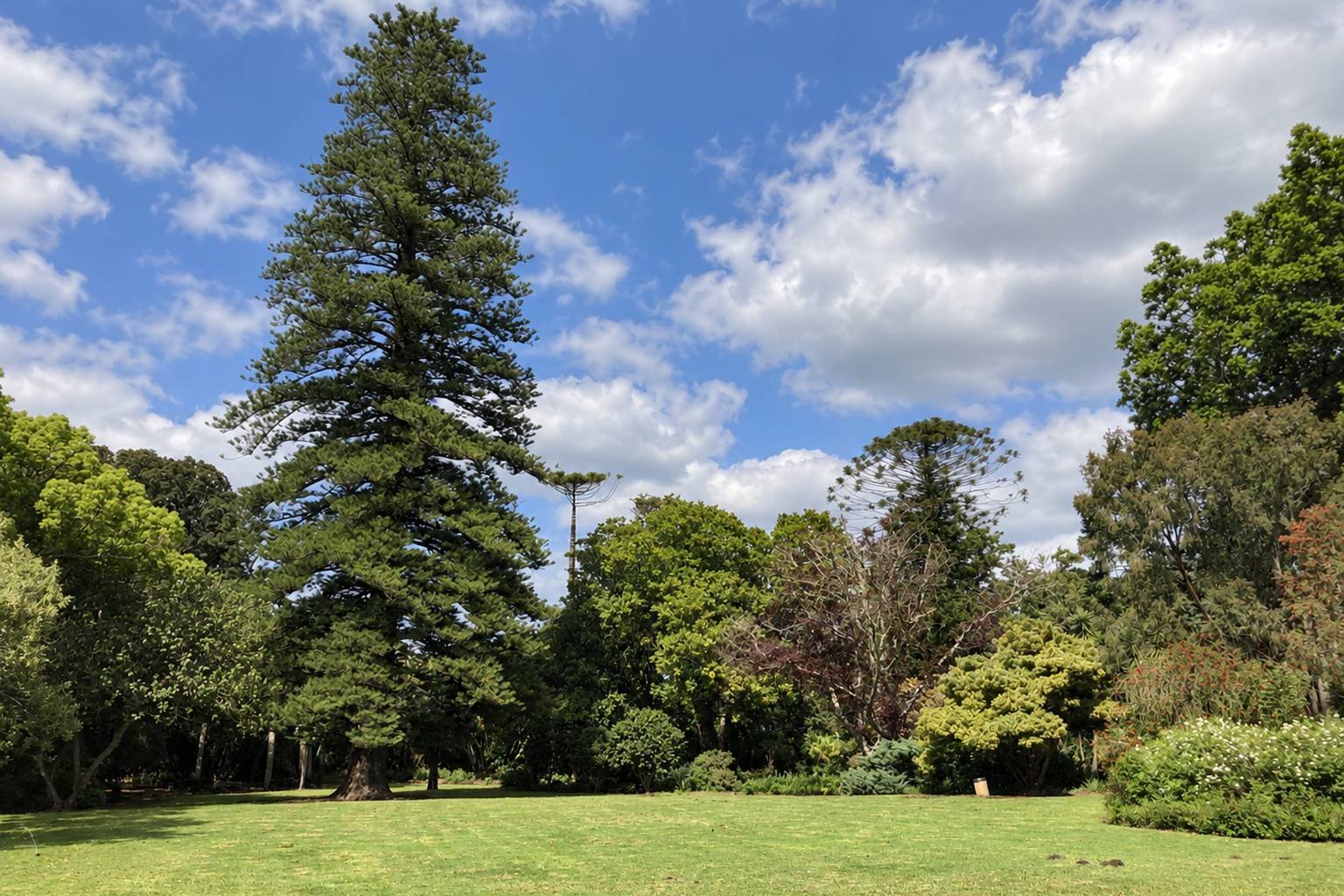 Arderne Gardens