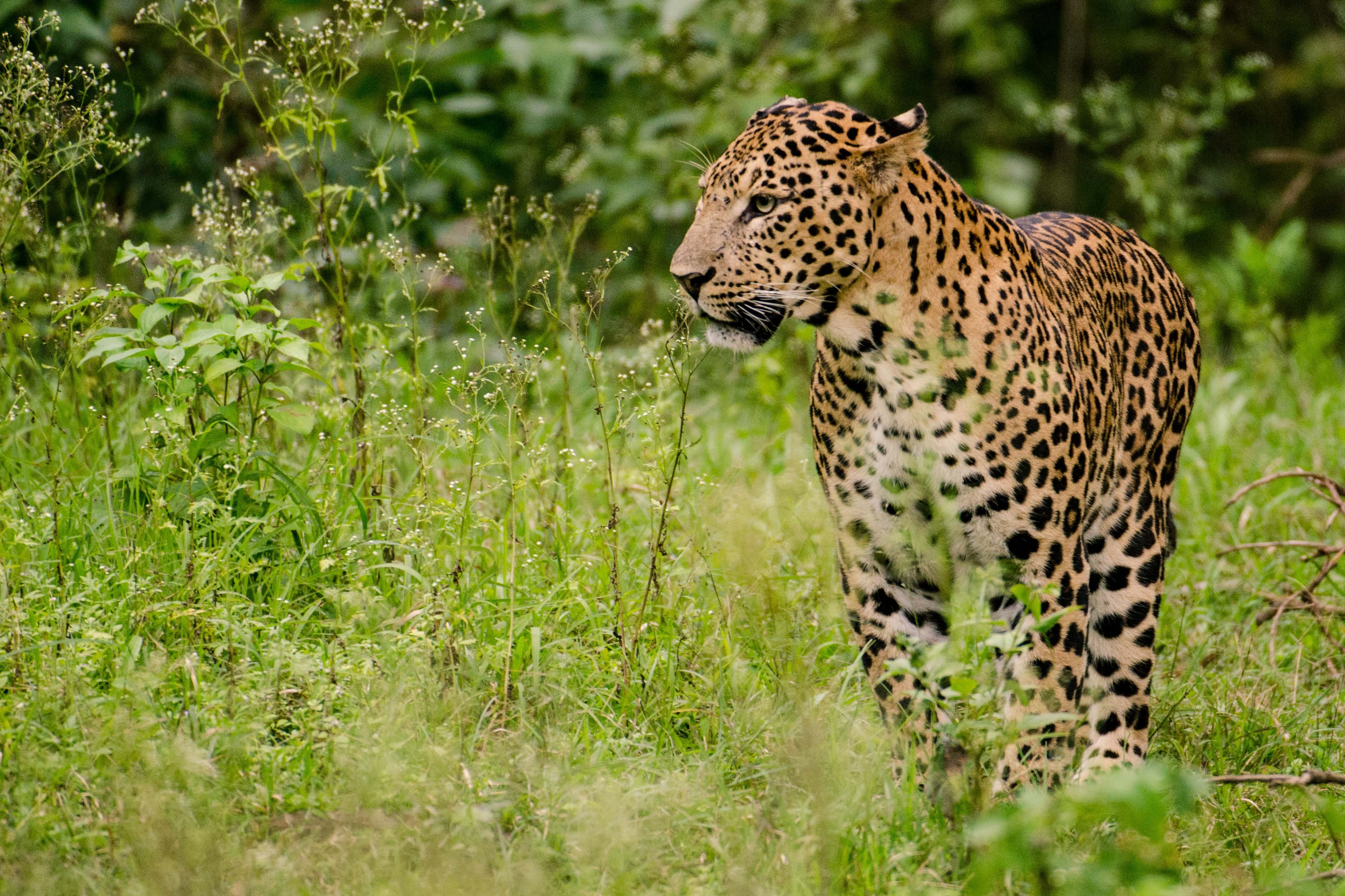 Asola Bhatti Wildlife Sanctuary in Faridabad