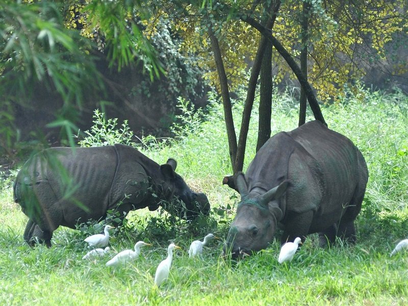 Assam State Zoo cum Botanical Garden in Guwahati