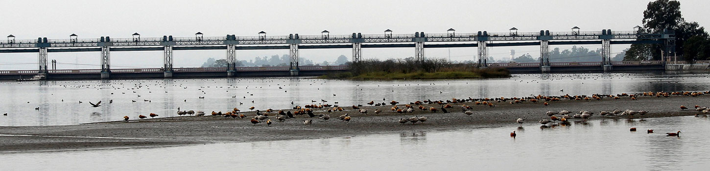 Assan Barrage Bird Sanctuary