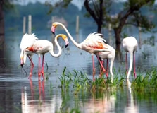 Atapaka Bird Sanctuary in Tanuku