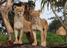 Auckland Zoo in Auckland
