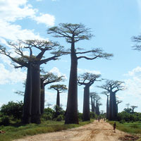 Best Places to Visit in Madagascar