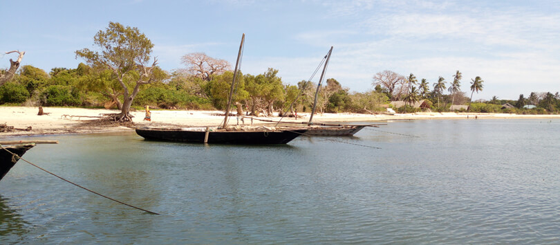 Avicennia Island