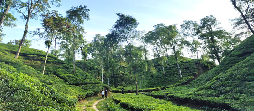 Baikka Beel Wetland Sanctuary