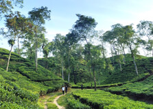 Baikka Beel Wetland Sanctuary in Srimangal Baikka Beel Wetland Sanctuary in Srimangal