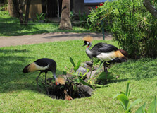 Bali Bird Park in Bali