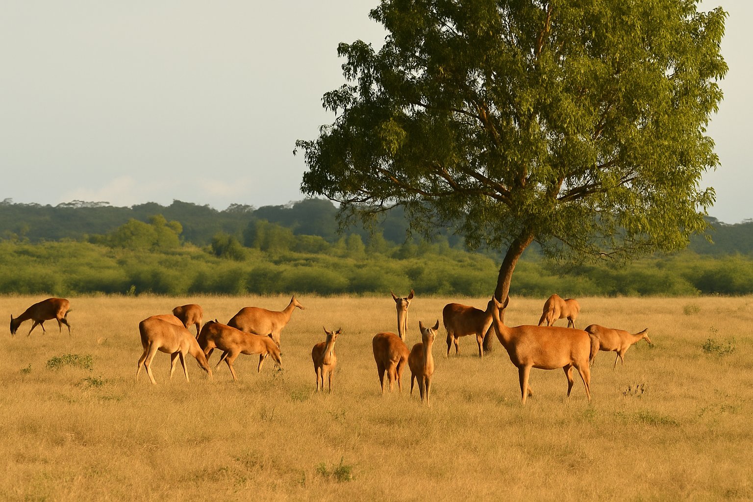 Baluran National Park