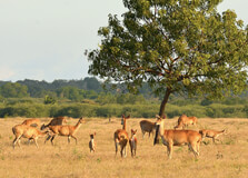 Baluran National Park in Java