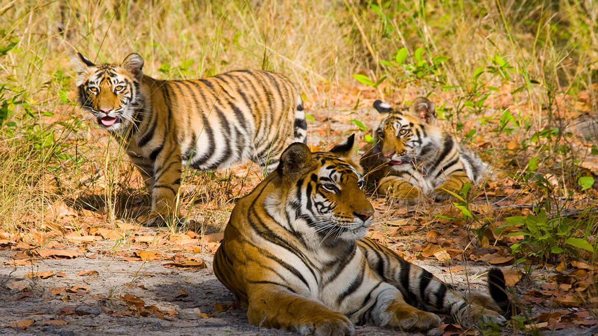 Bandhavgarh National Park in Bandhavgarh