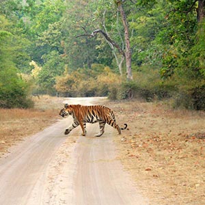 Bandhavgarh National Park