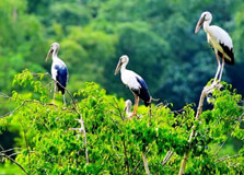 Bang Lang Stork Sanctuary in Can Tho