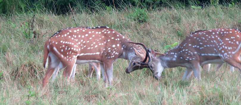 Banke National Park