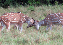 Banke National Park in Nepalgunj