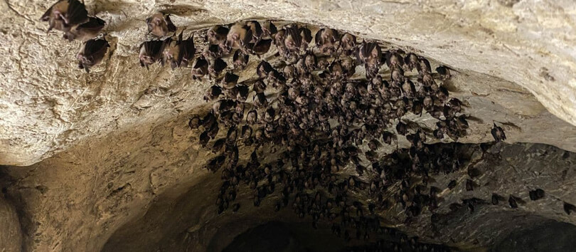 Bat Cave