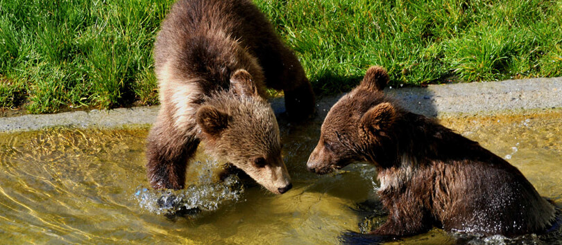 Bear Park