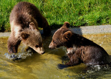 Bear Park in Bern
