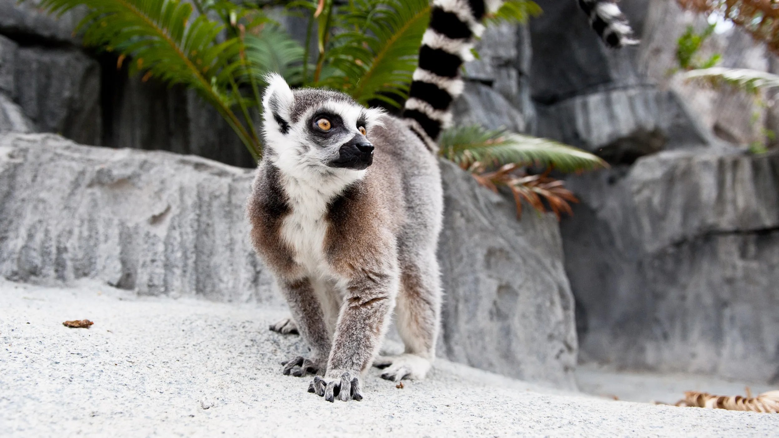 Bermuda Aquarium, Museum and Zoo (BAMZ) in Flatts Village